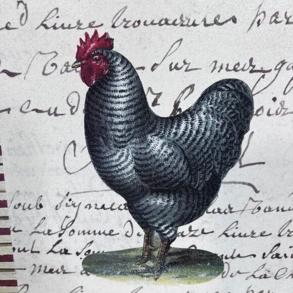 "Striped Chicken" by John Derian Square Wall Hanging Plymouth Rock Rooster - Picture 6 of 7